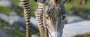 Preview wallpaper zebra, wildlife, animal, wild animal