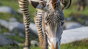 Preview wallpaper zebra, wildlife, animal, wild animal