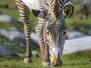 Preview wallpaper zebra, wildlife, animal, wild animal