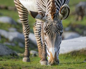 Preview wallpaper zebra, wildlife, animal, wild animal