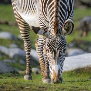 Preview wallpaper zebra, wildlife, animal, wild animal