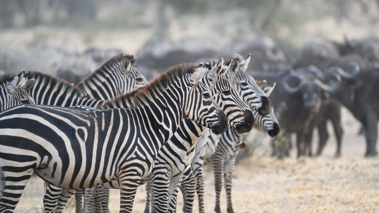 Wallpaper zebras, animals, stripes, wildlife