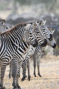 Preview wallpaper zebras, animals, stripes, wildlife
