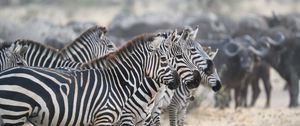 Preview wallpaper zebras, animals, stripes, wildlife