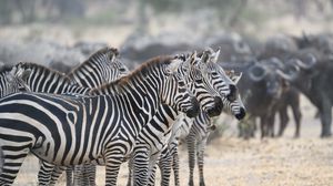 Preview wallpaper zebras, animals, stripes, wildlife