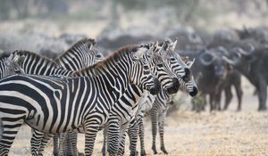 Preview wallpaper zebras, animals, stripes, wildlife