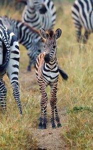 Preview wallpaper zebras, baby, cute, wildlife