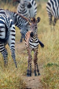 Preview wallpaper zebras, baby, cute, wildlife