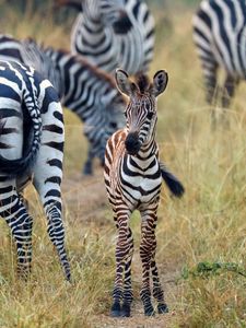 Preview wallpaper zebras, baby, cute, wildlife