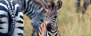 Preview wallpaper zebras, baby, cute, wildlife
