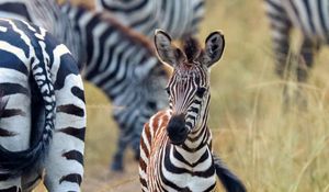 Preview wallpaper zebras, baby, cute, wildlife