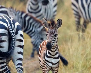 Preview wallpaper zebras, baby, cute, wildlife