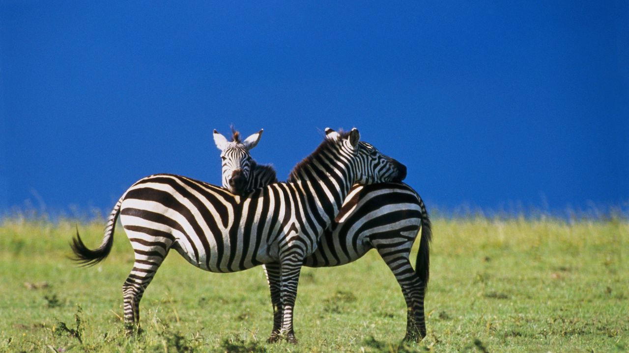 Wallpaper zebras, two, sky, blue