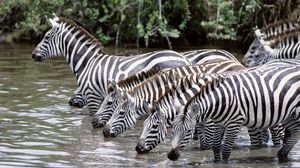 Preview wallpaper zebras, water, drink, thirst, herd