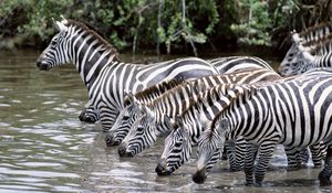 Preview wallpaper zebras, water, drink, thirst, herd