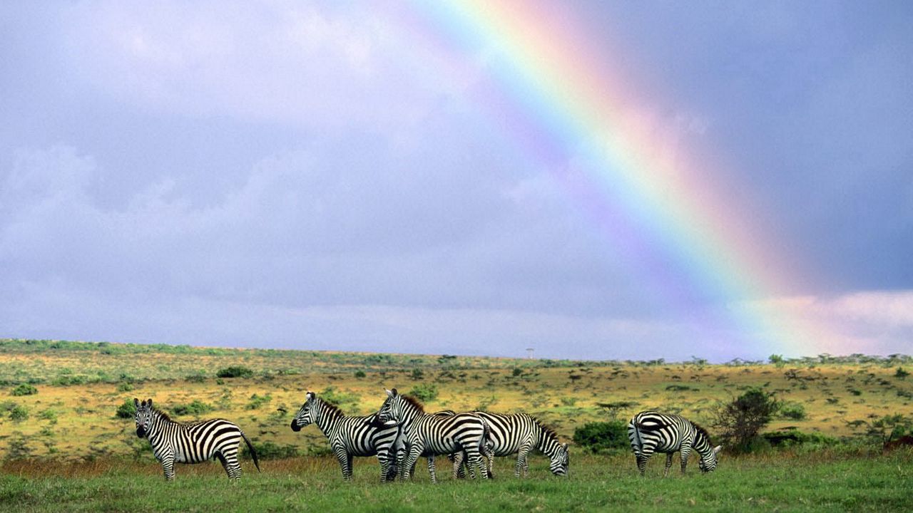 Wallpaper zebras, wild nature, rainbow, after rain
