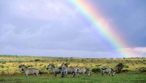 Preview wallpaper zebras, wild nature, rainbow, after rain