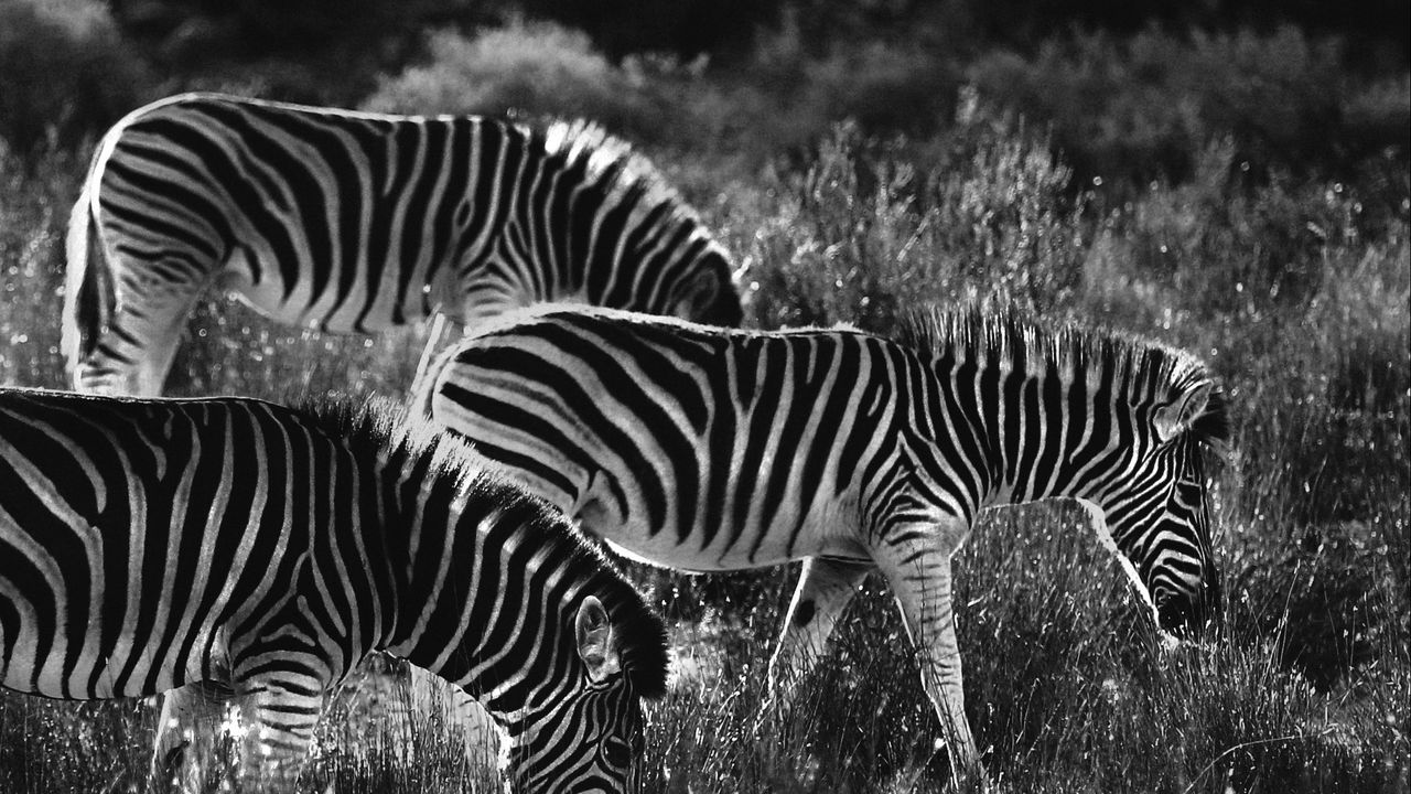 Wallpaper zebras, zebra, bw, animals