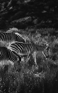 Preview wallpaper zebras, zebra, bw, animals