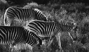 Preview wallpaper zebras, zebra, bw, animals