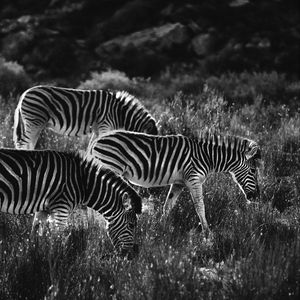 Preview wallpaper zebras, zebra, bw, animals