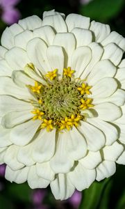 Preview wallpaper zinnia, bud, petals, flower, white, macro