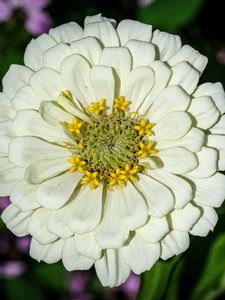 Preview wallpaper zinnia, bud, petals, flower, white, macro