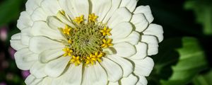 Preview wallpaper zinnia, bud, petals, flower, white, macro