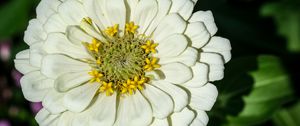 Preview wallpaper zinnia, bud, petals, flower, white, macro