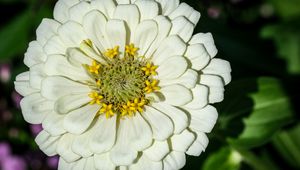 Preview wallpaper zinnia, bud, petals, flower, white, macro