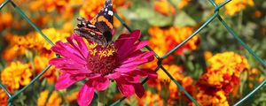 Preview wallpaper zinnia, butterfly, flower