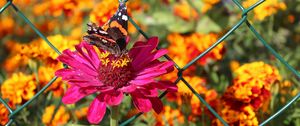 Preview wallpaper zinnia, butterfly, flower