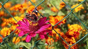 Preview wallpaper zinnia, butterfly, flower