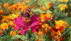 Preview wallpaper zinnia, butterfly, flower