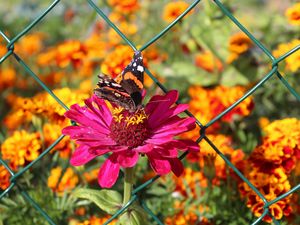 Preview wallpaper zinnia, butterfly, flower