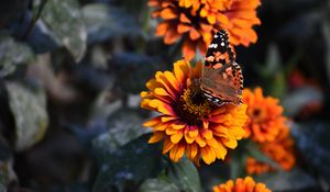 Preview wallpaper zinnia, butterfly, flower