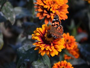 Preview wallpaper zinnia, butterfly, flower