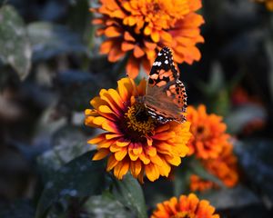 Preview wallpaper zinnia, butterfly, flower