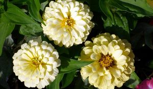 Preview wallpaper zinnia, flower, flowerbed, sunny