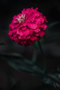 Preview wallpaper zinnia, flower, macro, focus