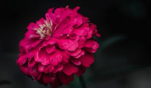 Preview wallpaper zinnia, flower, macro, focus