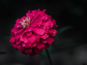 Preview wallpaper zinnia, flower, macro, focus