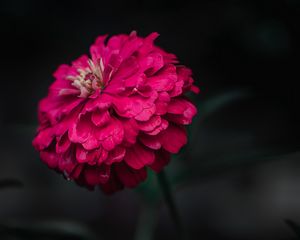 Preview wallpaper zinnia, flower, macro, focus