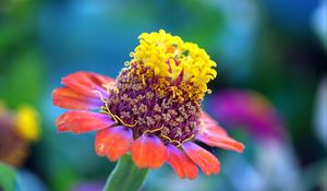 Preview wallpaper zinnia, flower, petals, blur, macro