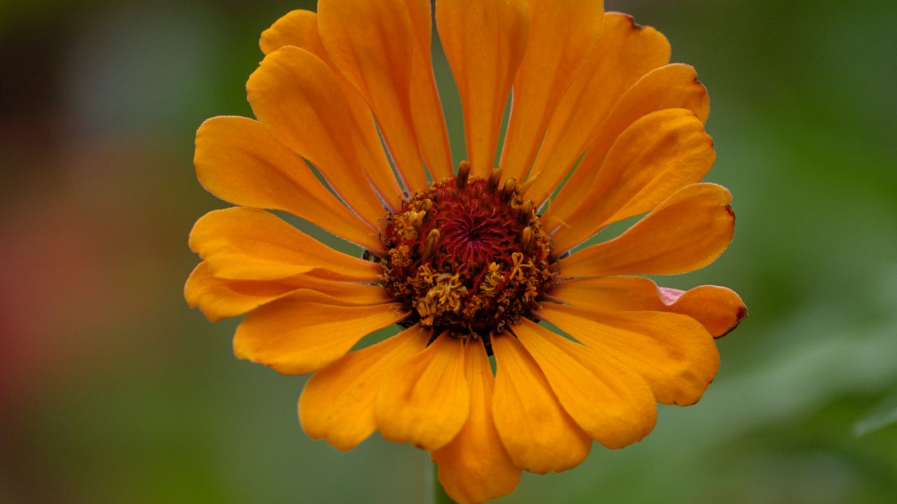 Wallpaper zinnia, flower, petals, orange