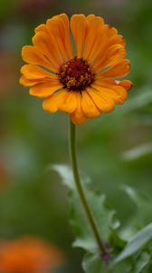 Preview wallpaper zinnia, flower, petals, orange