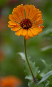 Preview wallpaper zinnia, flower, petals, orange