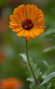 Preview wallpaper zinnia, flower, petals, orange