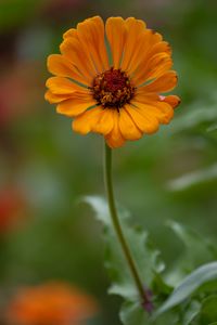 Preview wallpaper zinnia, flower, petals, orange