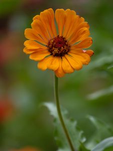 Preview wallpaper zinnia, flower, petals, orange